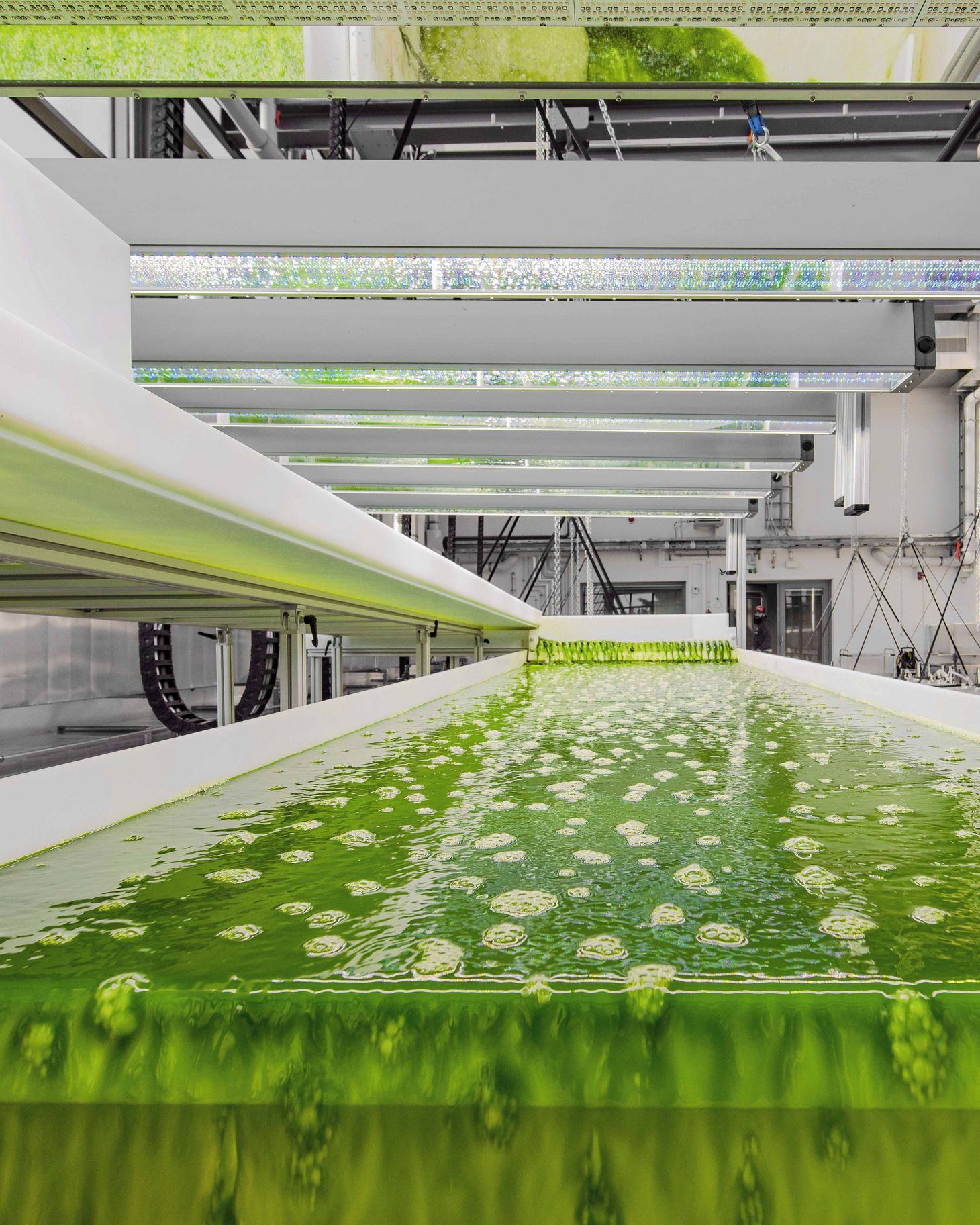 Algae production plant.