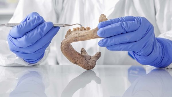 Ein 3000 Jahre alter Unterkiefer.