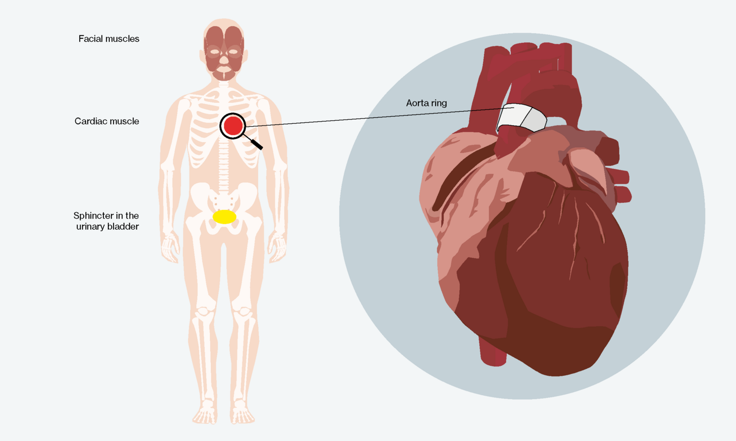 Illustration for the usage of the artificial muscle.