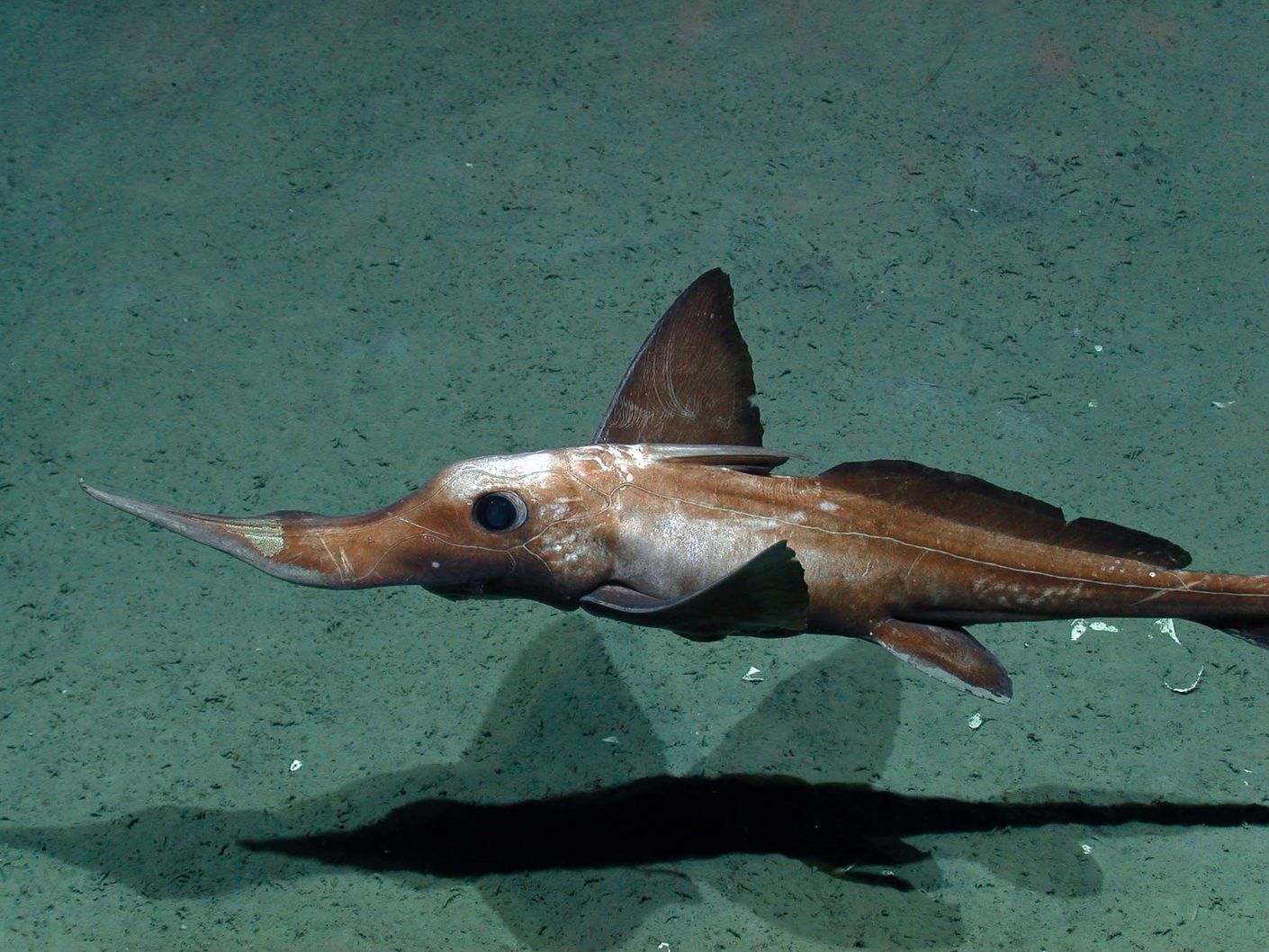 Langnasenchimäre im Arabischen Meer in 1975 Metern Wassertiefe.