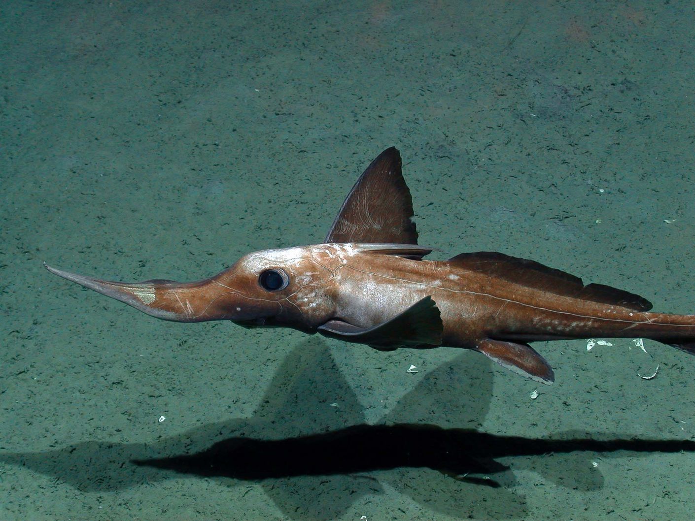 Photo of a long-nosed chimaera in the Arabian Sea in 1975, at an ocean depth of 1975 metres.