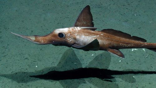 Photo of a long-nosed chimaera in the Arabian Sea in 1975, at an ocean depth of 1975 metres.