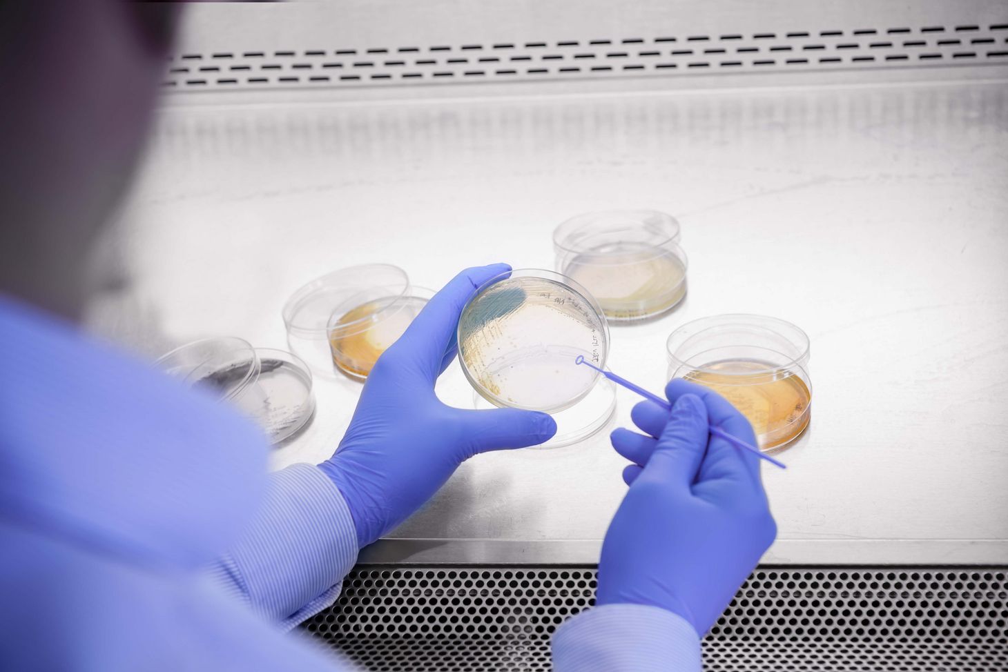 In Petrischalen kann man gut erkennen, ob die gewonnenen Naturstoffe gegen die häufigsten multiresistenten Bakterien wirken.