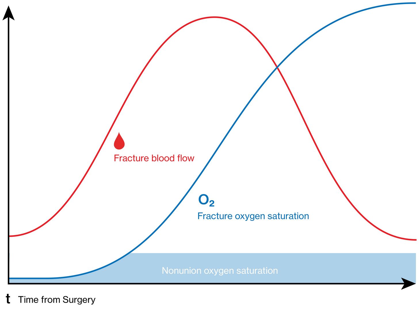 When healing is progressing well, blood flow (red) first increases—followed by rising oxygen saturation levels (blue) once new blood vessels have formed.
