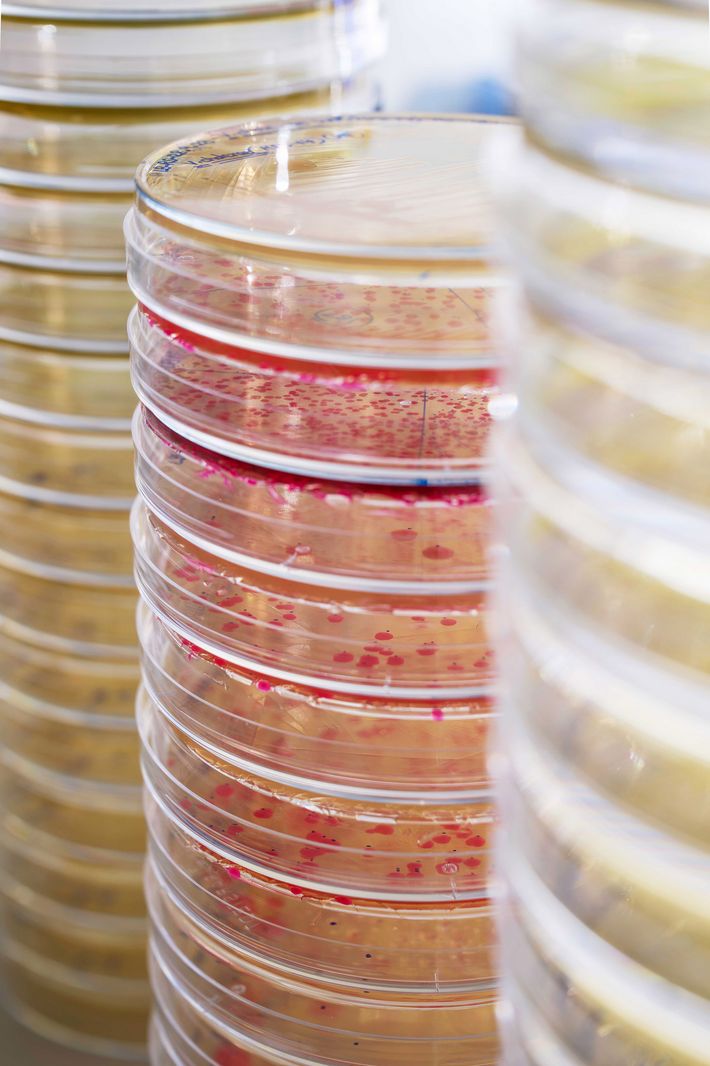 The Stone Age in a Petri dish: researchers in the palaeobiotechnology project in Jena introduce ancient substances into living bacteria. Petri dishes