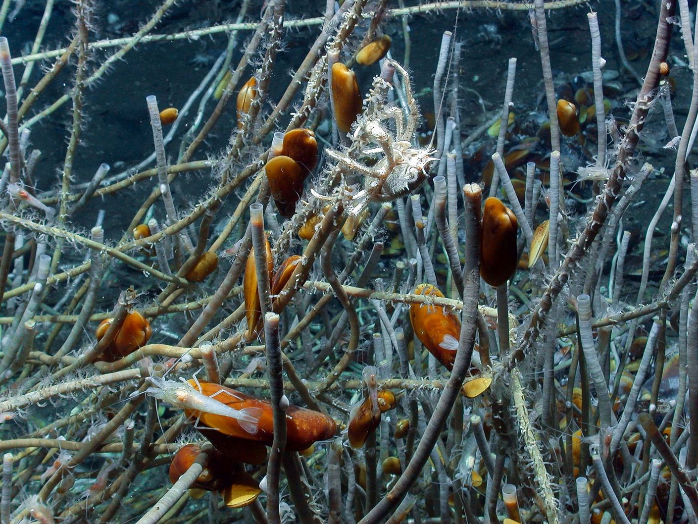 Erst ein winziger Bruchteil der Tiefsee ist erforscht – Krabben, Garnelen und Muscheln in einer Bartwurmkolonie in 3100 Metern Wassertiefe im Atlantik vor Westafrika. Erst ein winziger Bruchteil der Tiefsee ist erforscht – Krabben, Garnelen und Muscheln in einer Bartwurmkolonie in 3100 Metern Wassertiefe im Atlantik vor Westafrika.