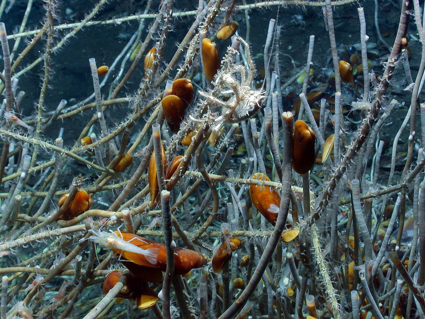 Photo of a a beard worm colony at an ocean depth of 3100 metres in the Atlantic, off the coast of West Africa.