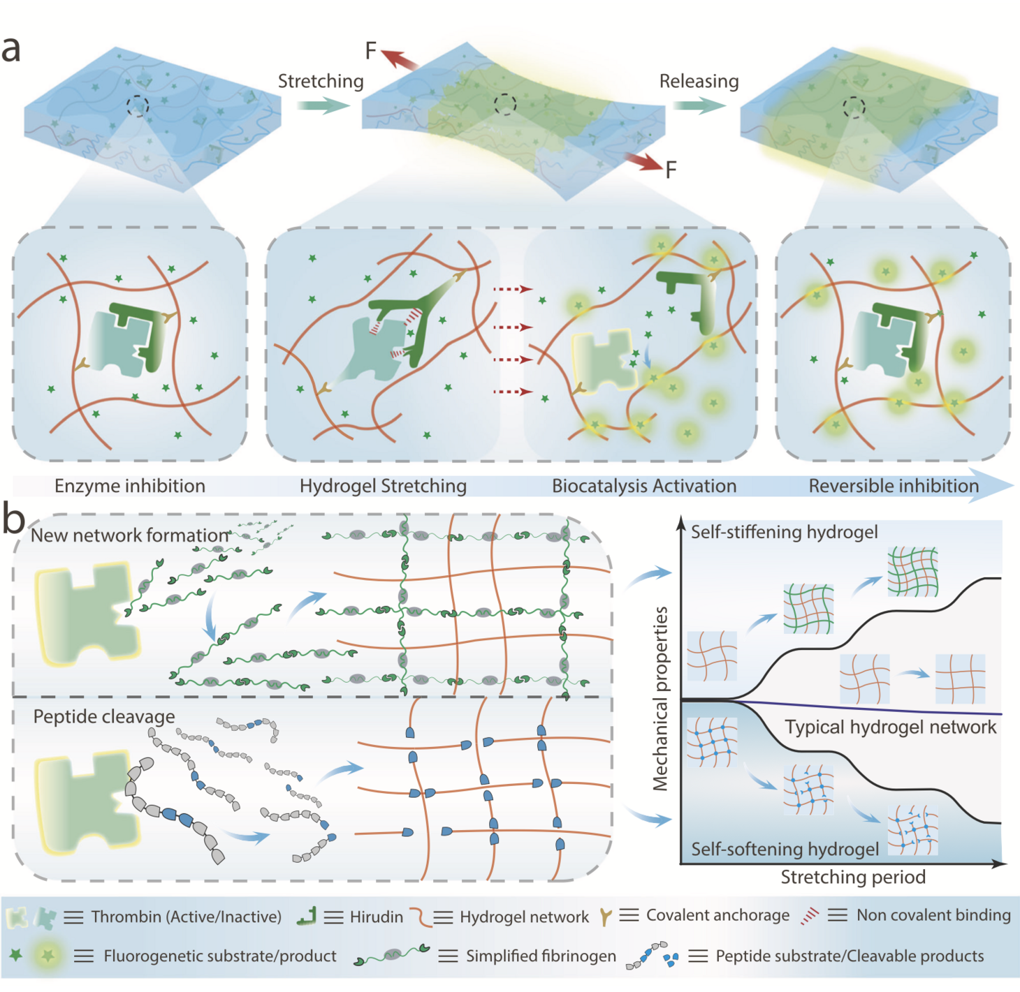 Mechano-controlled reversible biocatalysis for hydrogel regulation.