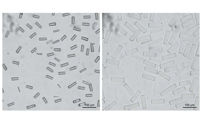 A microscopic view of the microparticles in the bio-ink that change their size when exposed to light. Microparticles under the microscope