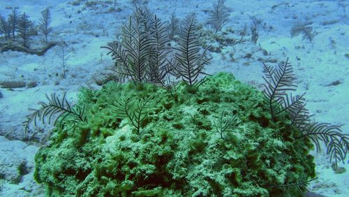 Caribbean horn coral.