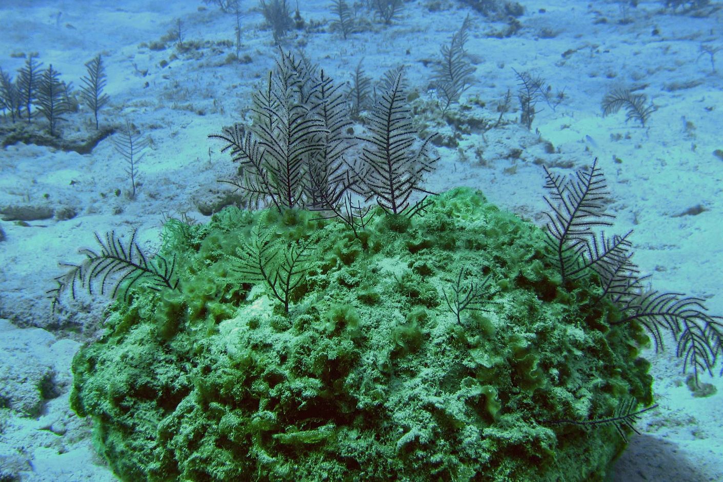 Caribbean horn coral.