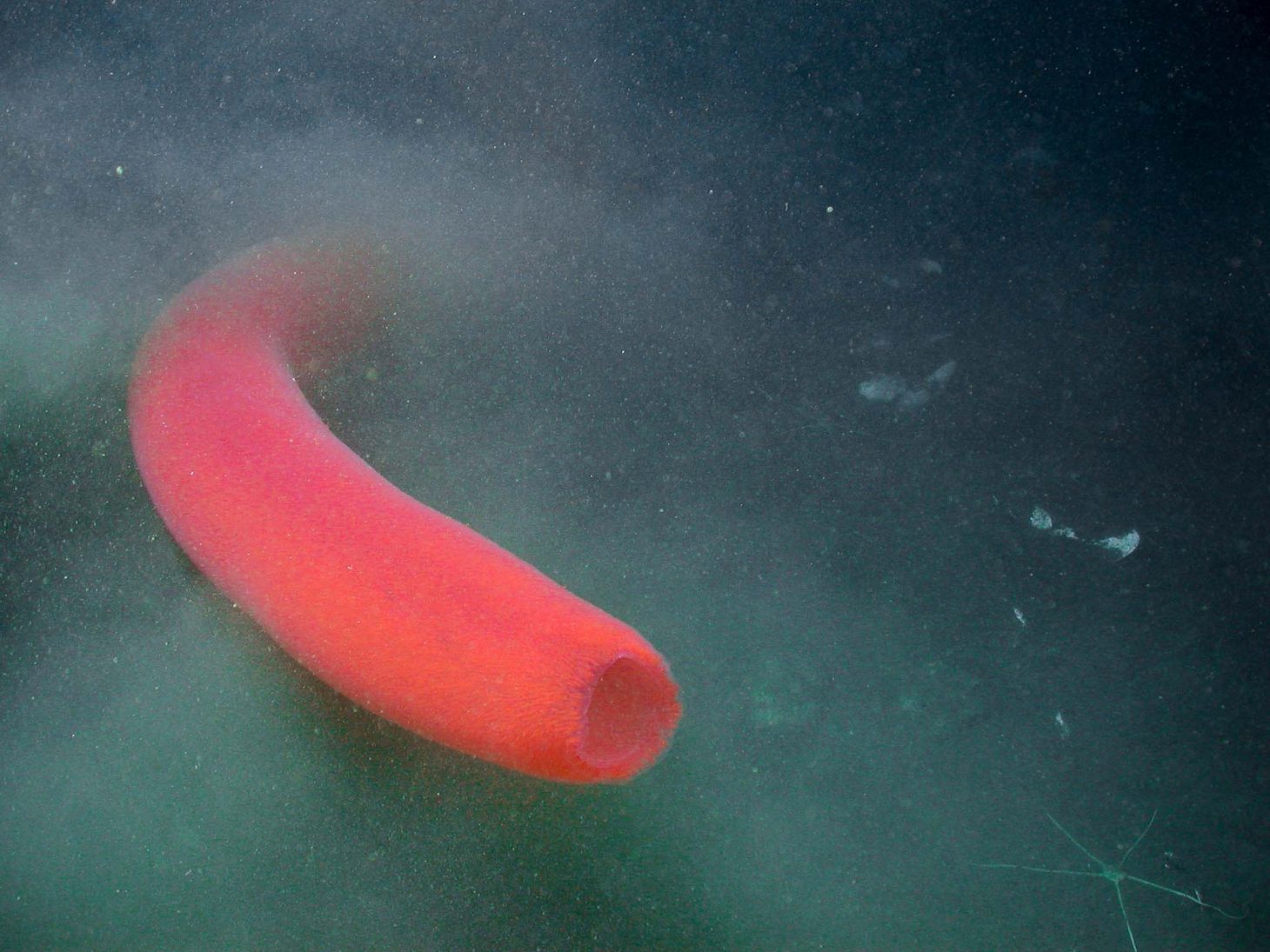 Photo of a colony of millions of tunicates, also known as pyrosome.